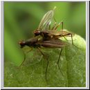 Cnodacophora compsobota - Stelzfliege 03.jpg